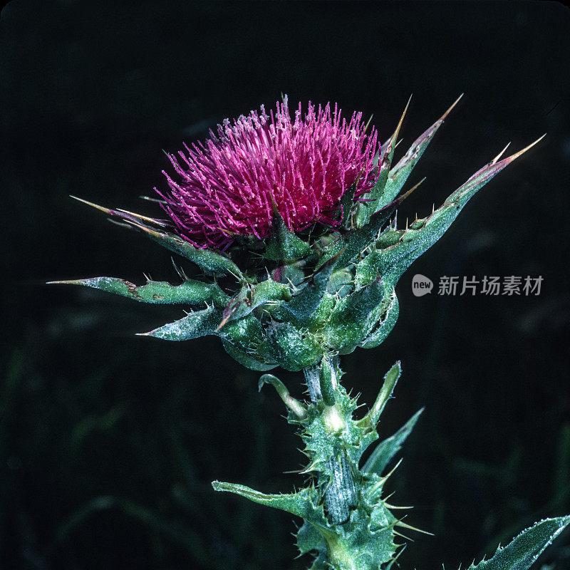 水飞蓟还有其他常见的名字，包括cardus marianus，奶蓟，祝福奶蓟，玛丽蓟，玛丽蓟，圣玛丽蓟，地中海奶蓟，杂色蓟和苏格兰蓟。原产于欧洲。